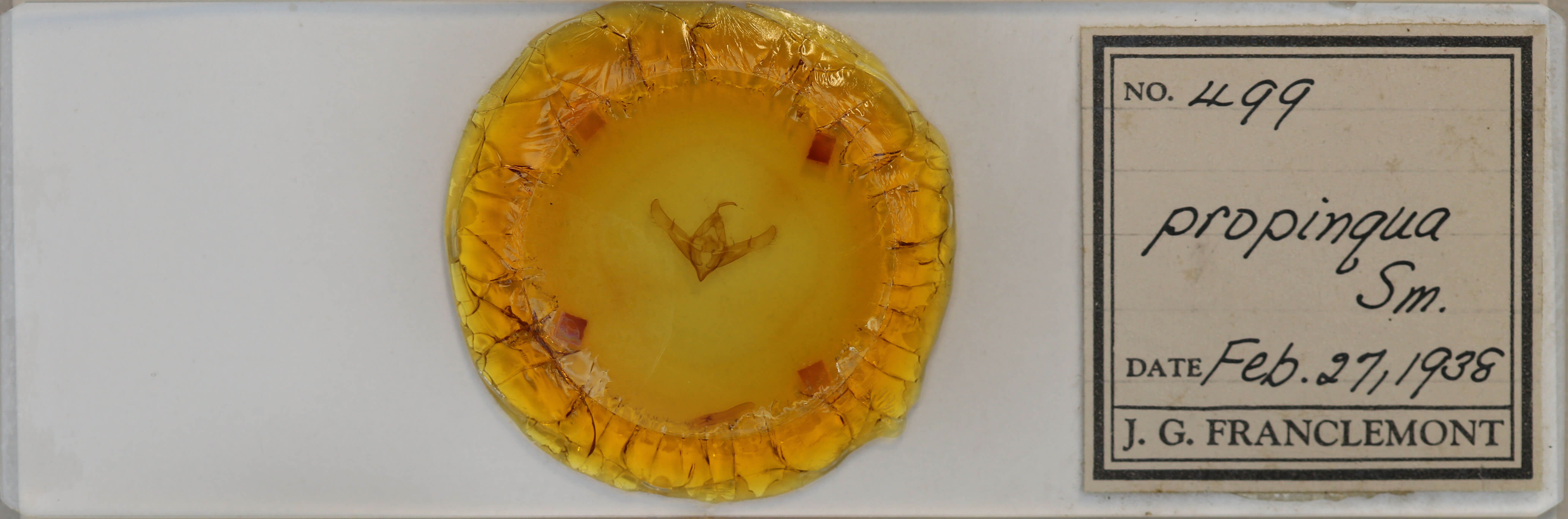 slide view of adult Cucullia propinqua