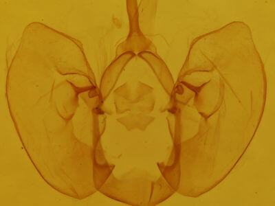 genitalia view of adult Crambodes talidiformis