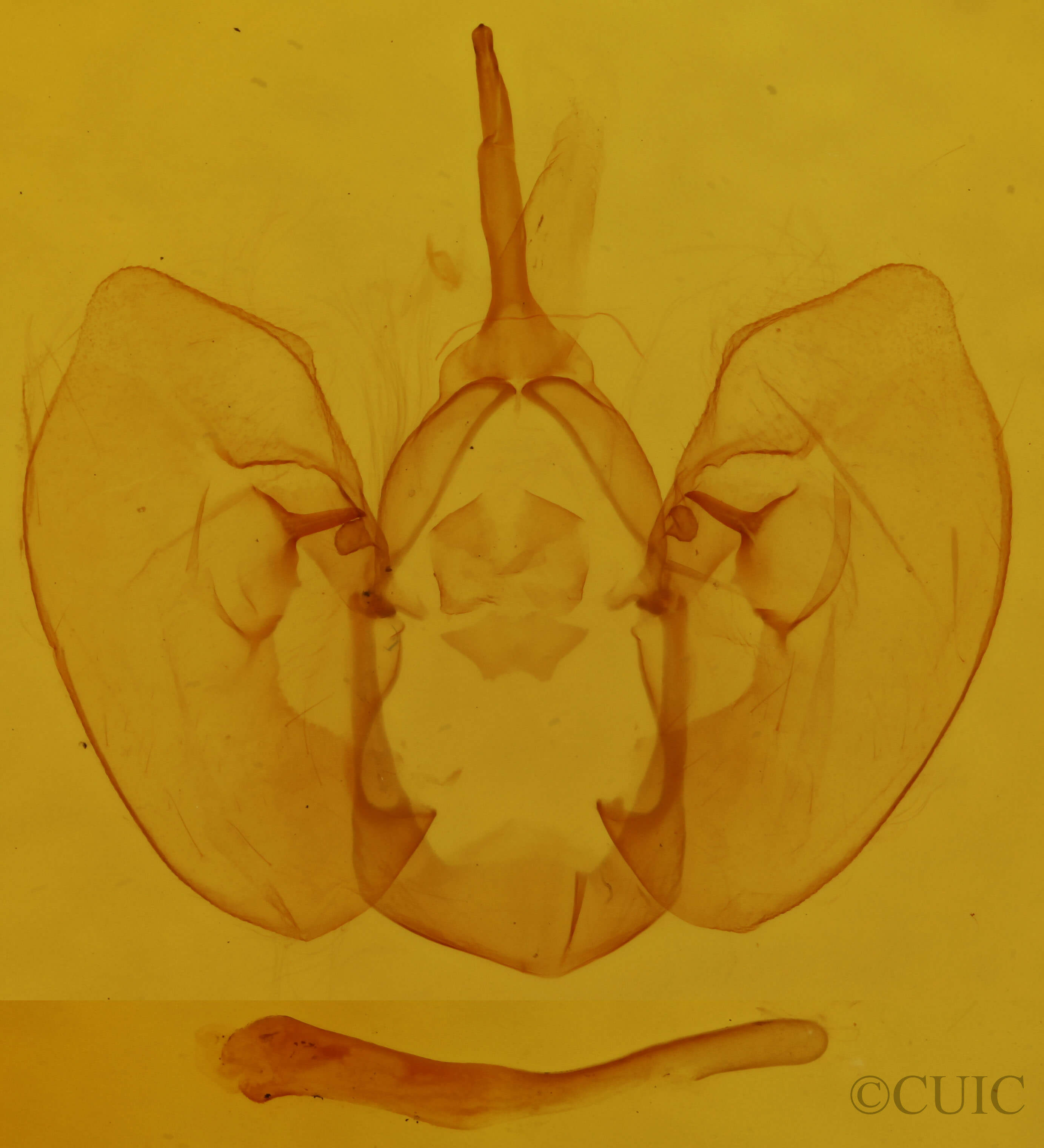genitalia view of adult Crambodes talidiformis