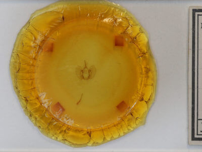 slide view of adult Crambodes talidiformis