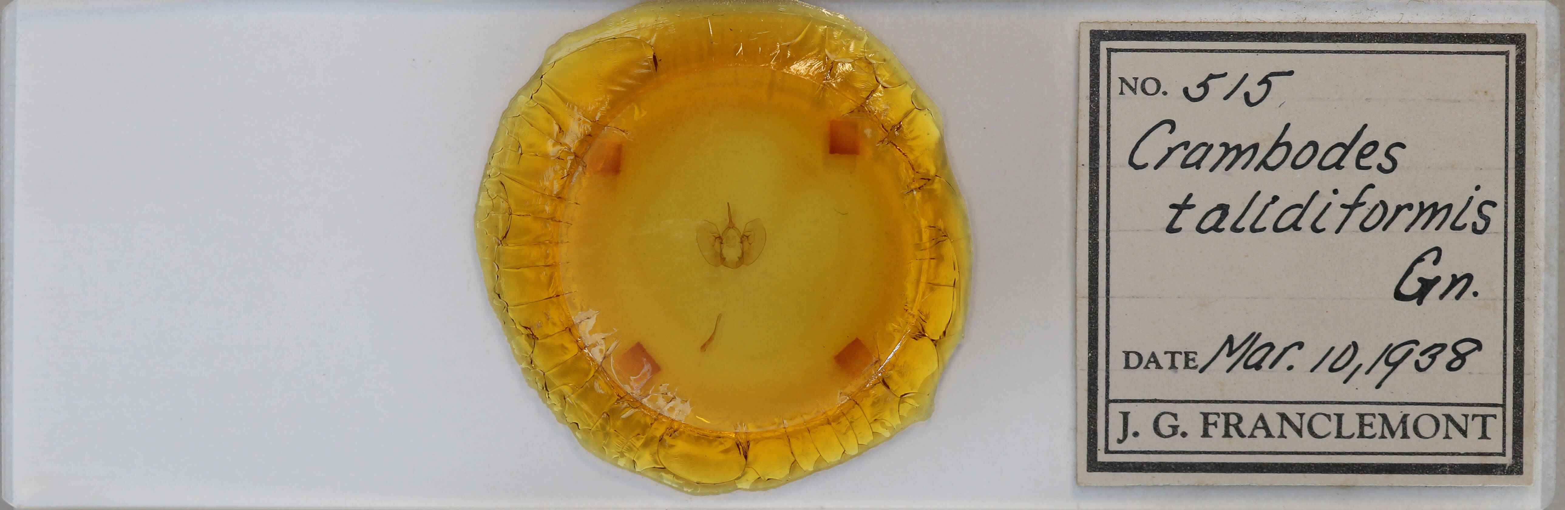 slide view of adult Crambodes talidiformis