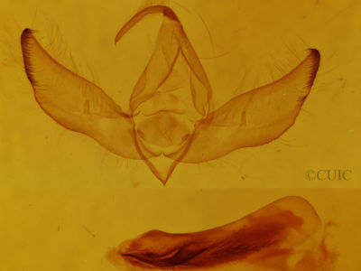 genitalia view of adult Crimona pallimedia