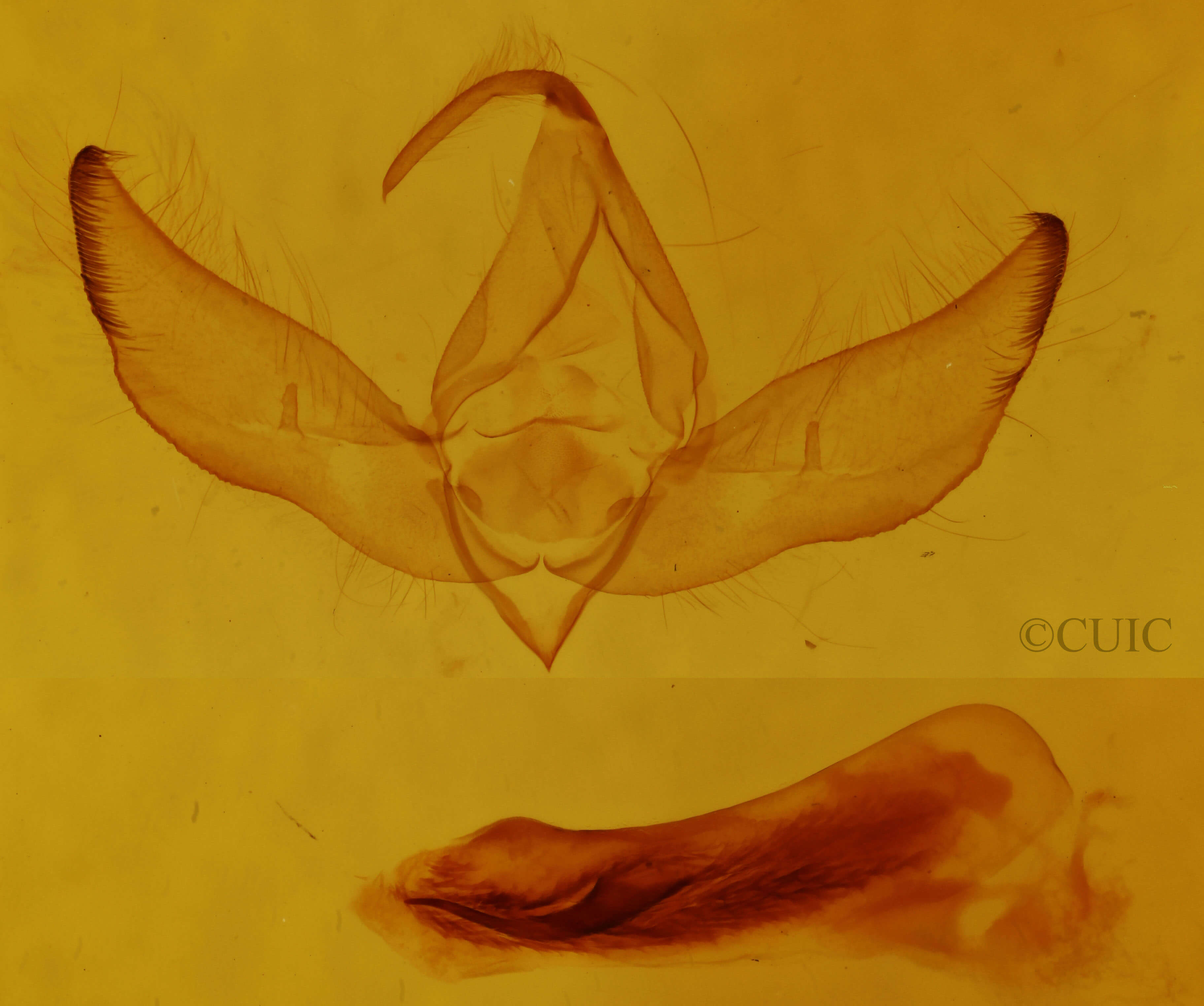 genitalia view of adult Crimona pallimedia