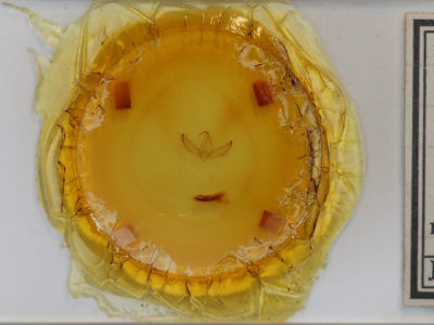 slide view of adult Crimona pallimedia