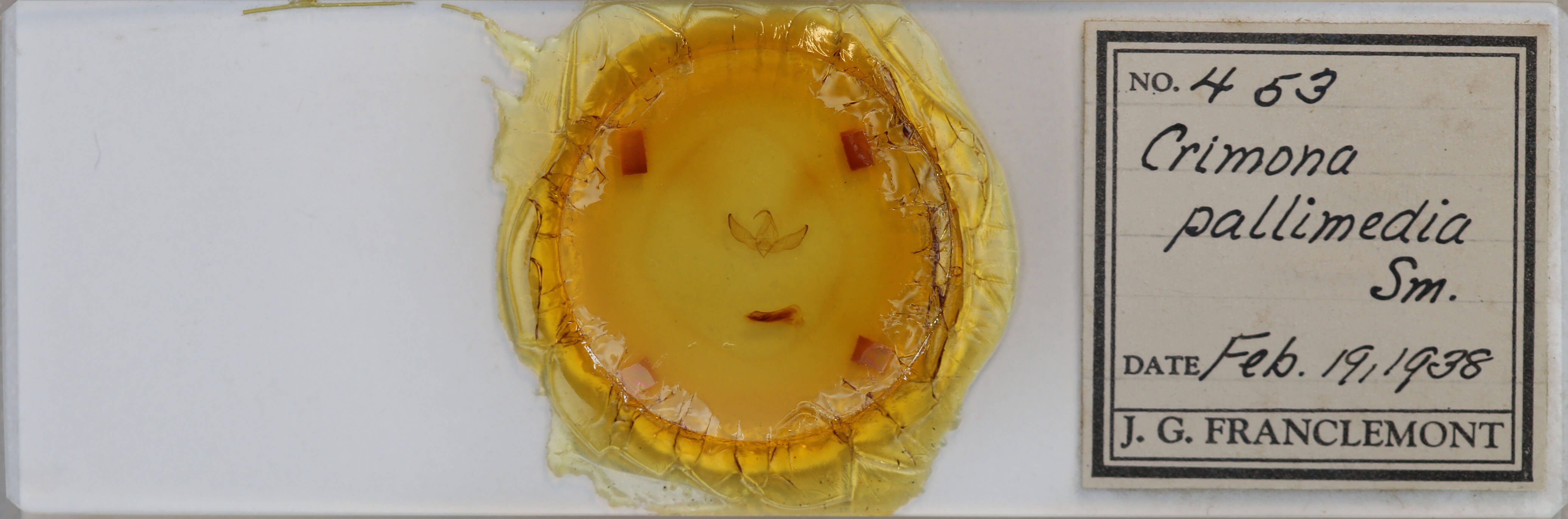 slide view of adult Crimona pallimedia