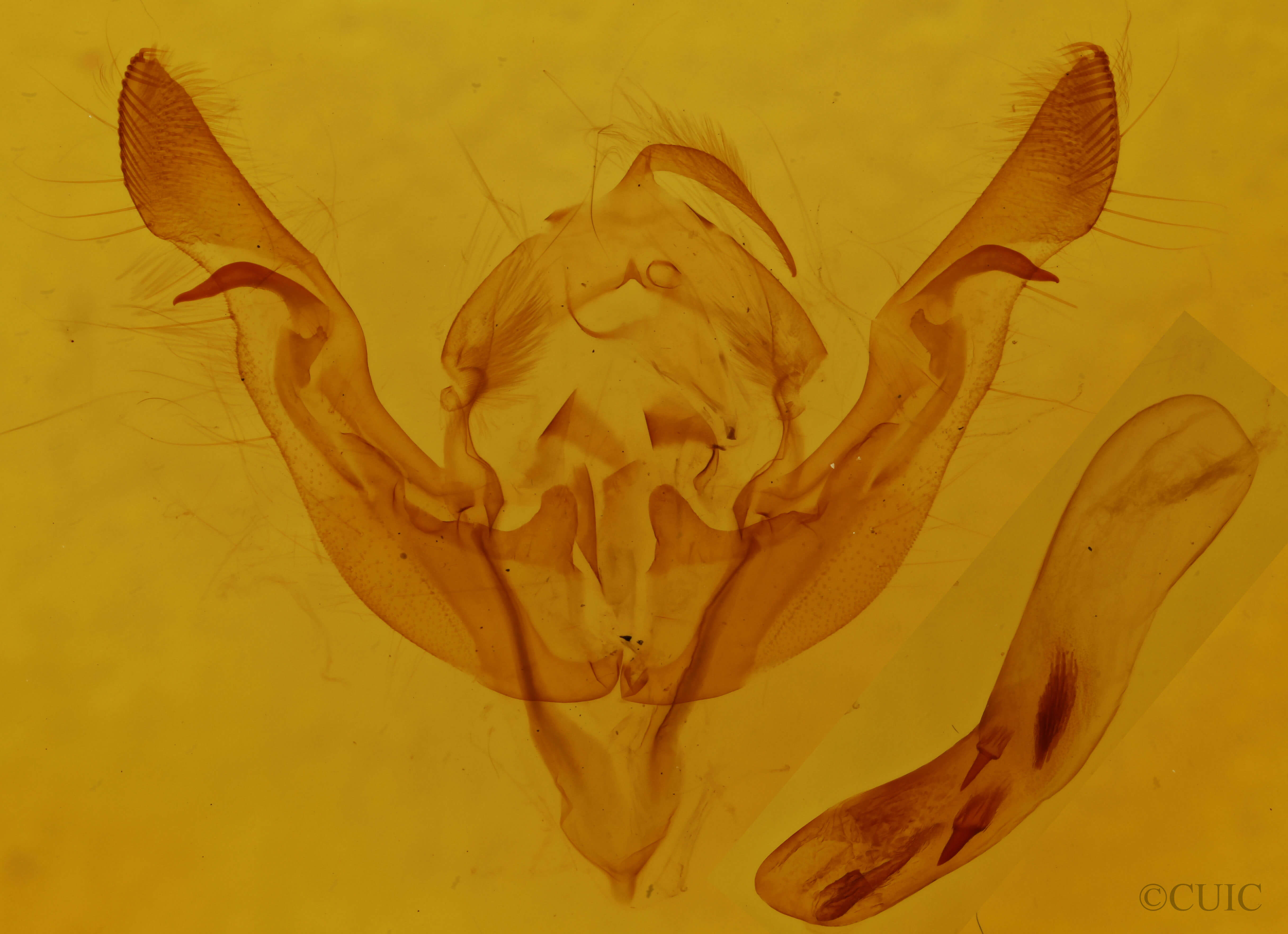 genitalia view of adult Crocigrapha normani