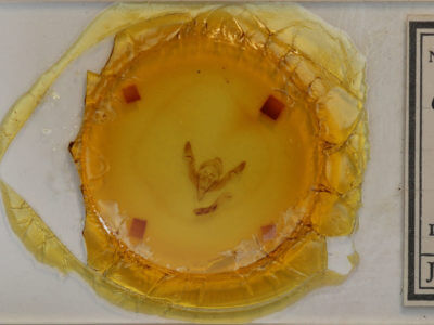 slide view of adult Crocigrapha normani