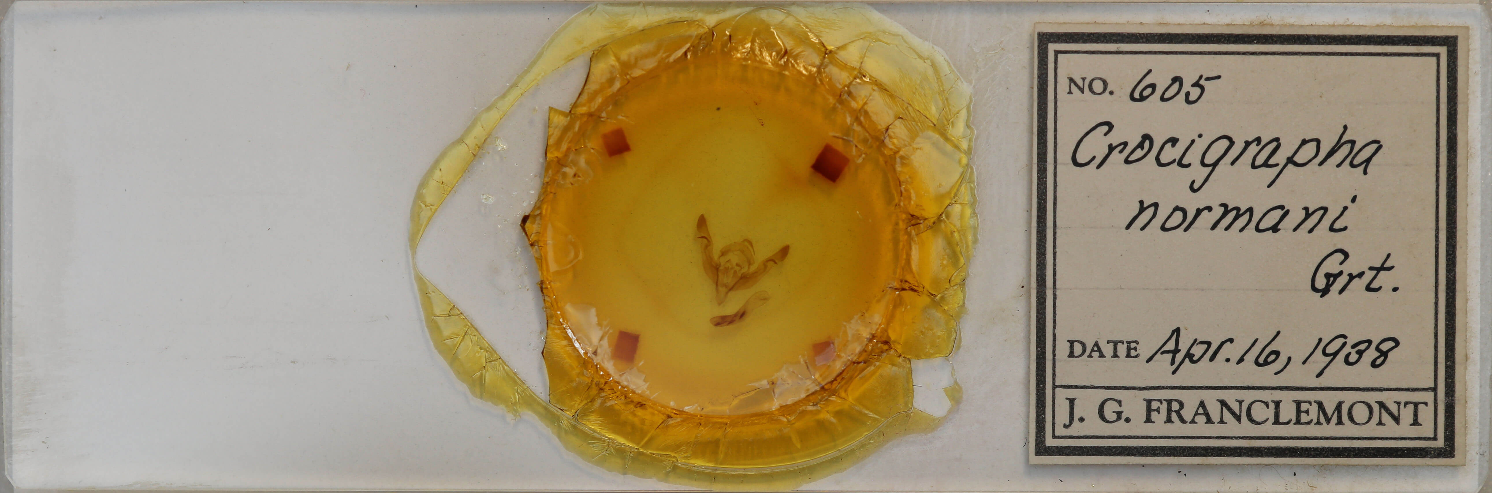 slide view of adult Crocigrapha normani