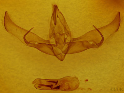 genitalia view of adult Cucullia sp.