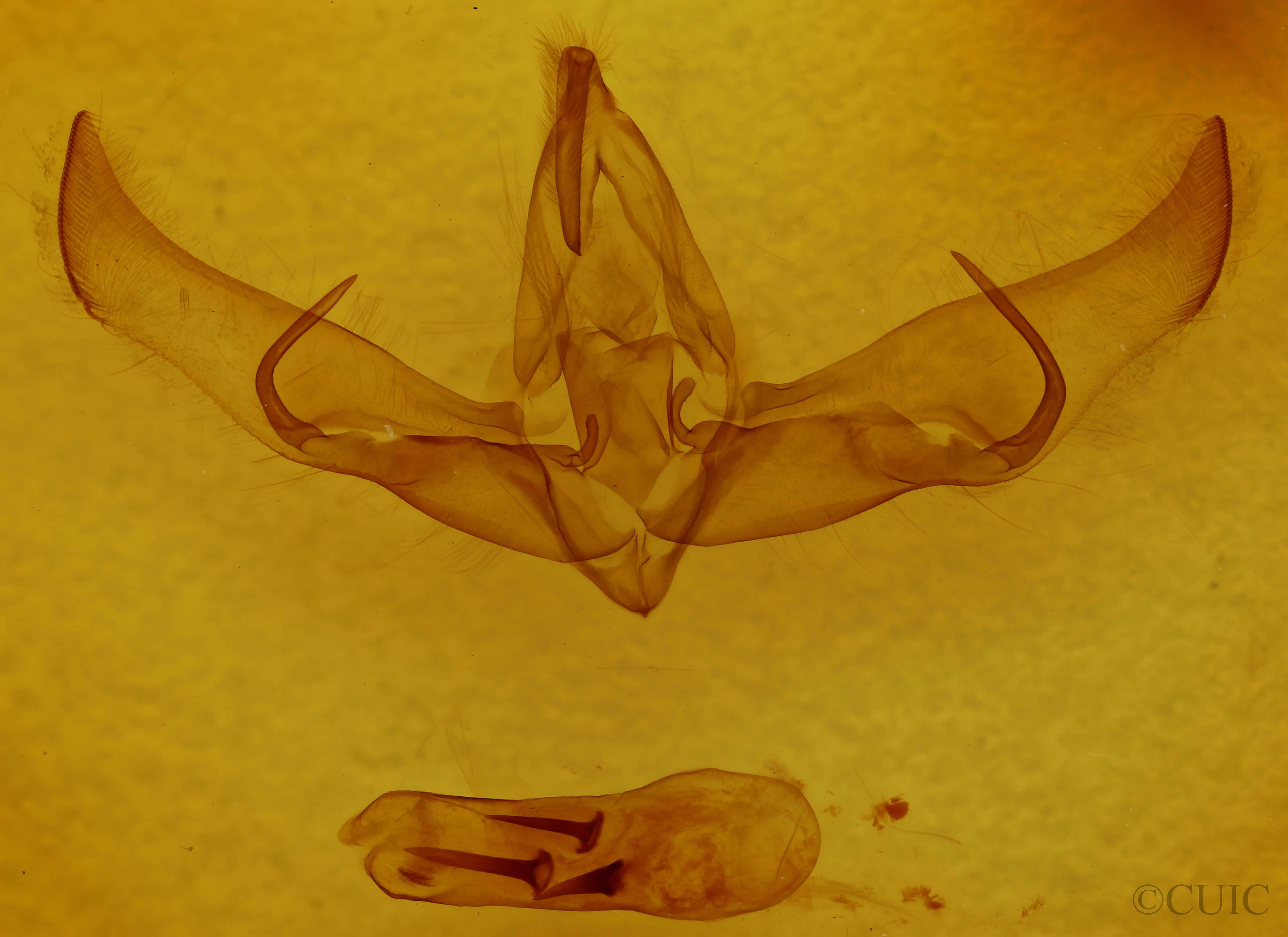 genitalia view of adult Cucullia sp.