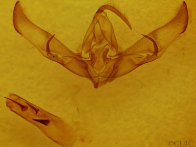 genitalia view of adult Cucullia sp.