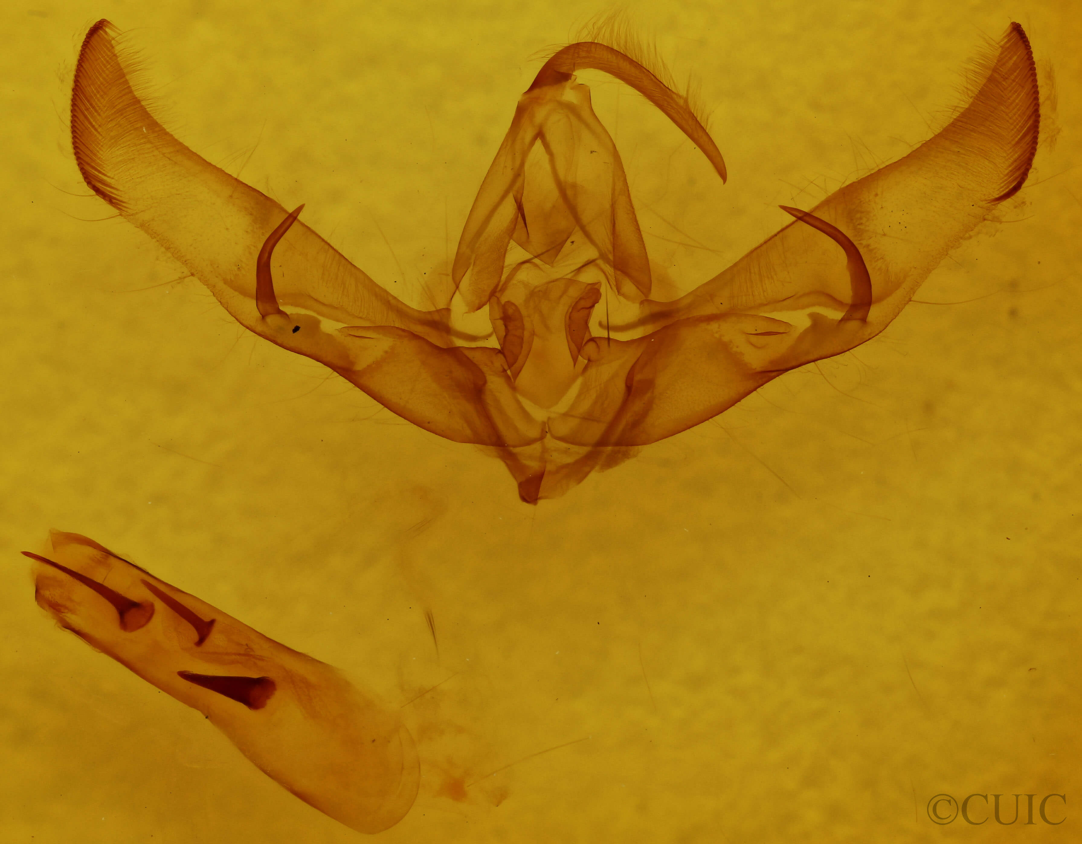 genitalia view of adult Cucullia sp.