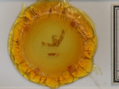 slide view of adult Cucullia sp.