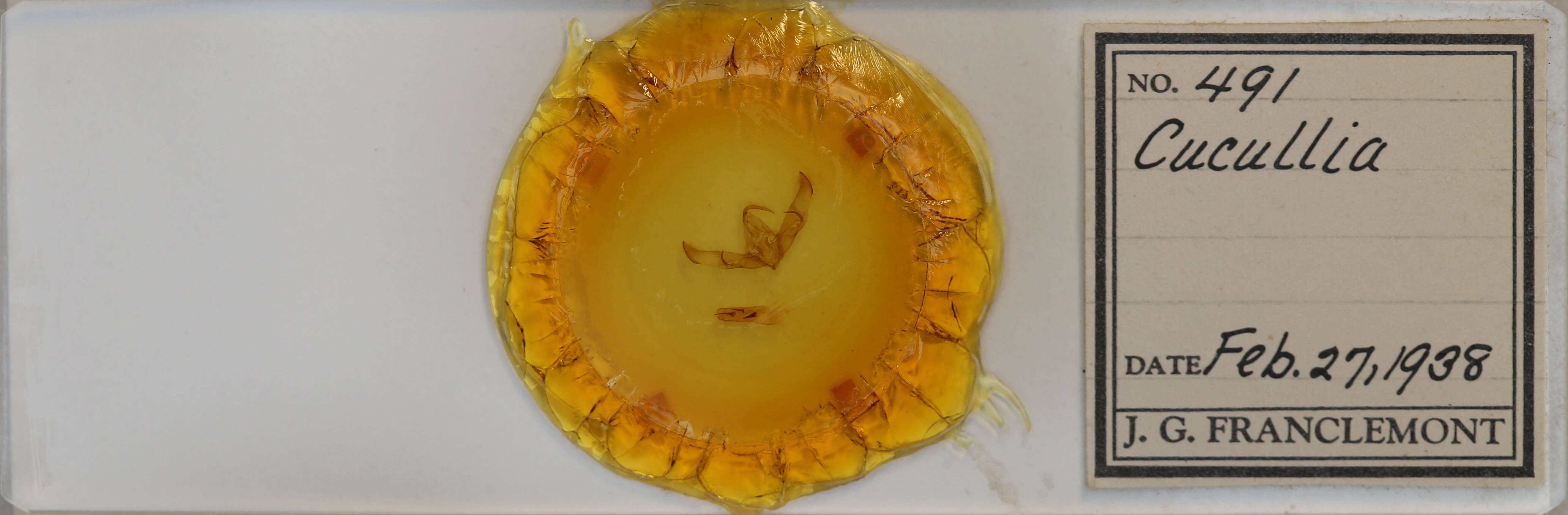 slide view of adult Cucullia sp.