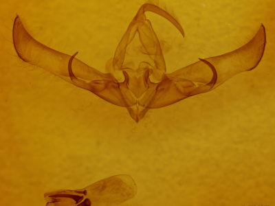 genitalia view of adult Cucullia sp. 