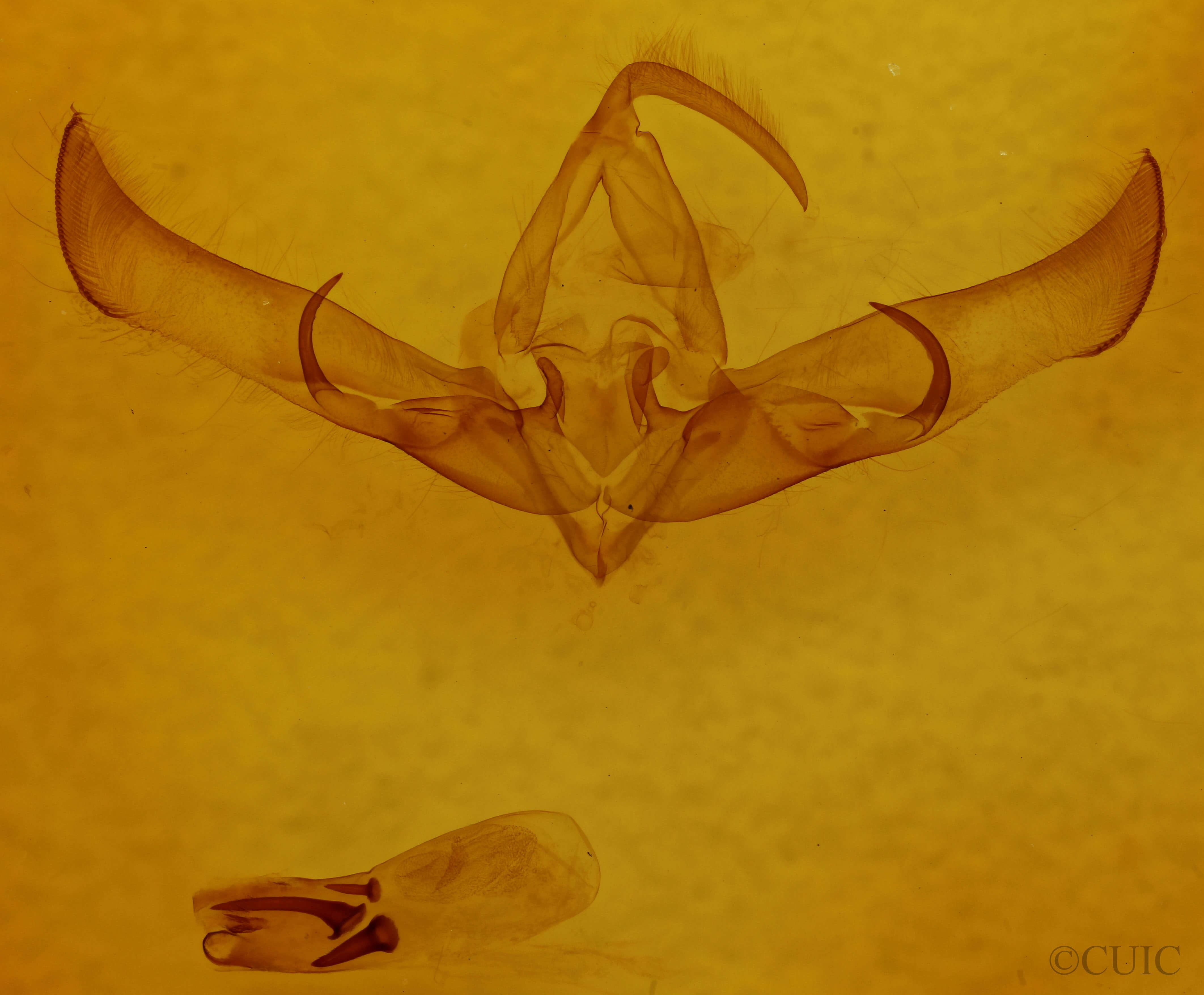 genitalia view of adult Cucullia sp. 