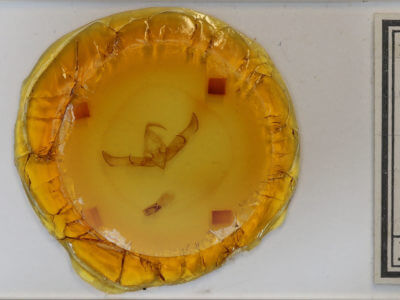 slide view of adult Cucullia sp. 