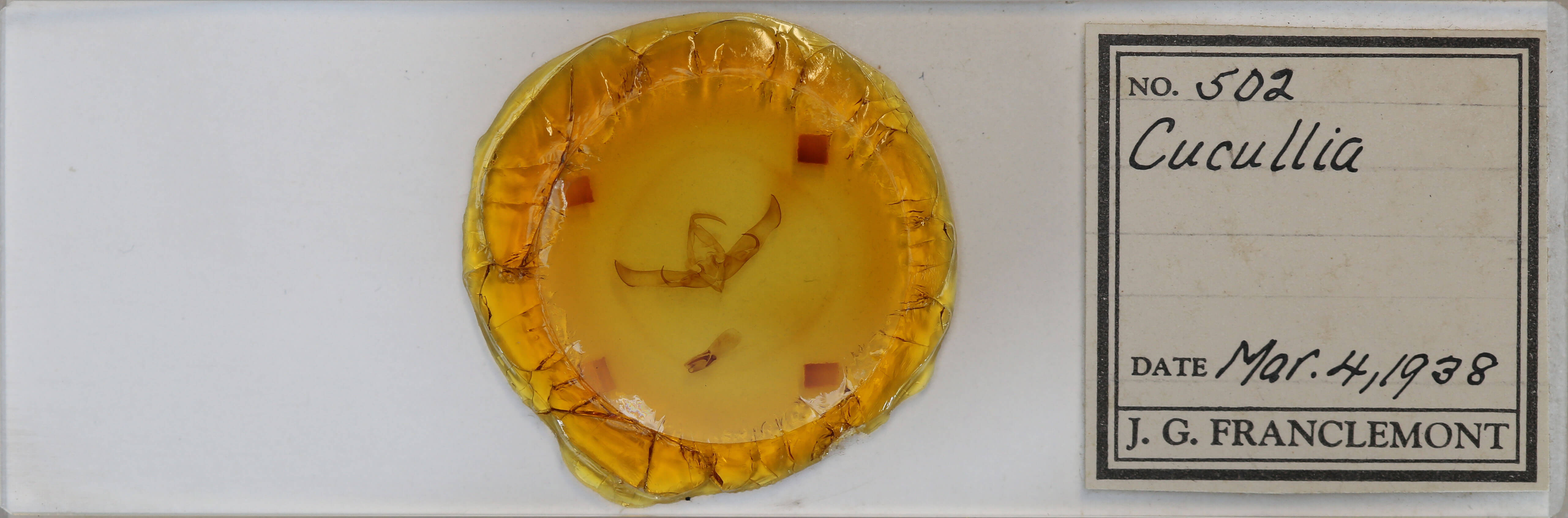 slide view of adult Cucullia sp. 