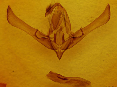 genitalia view of adult Cucullia intermedia