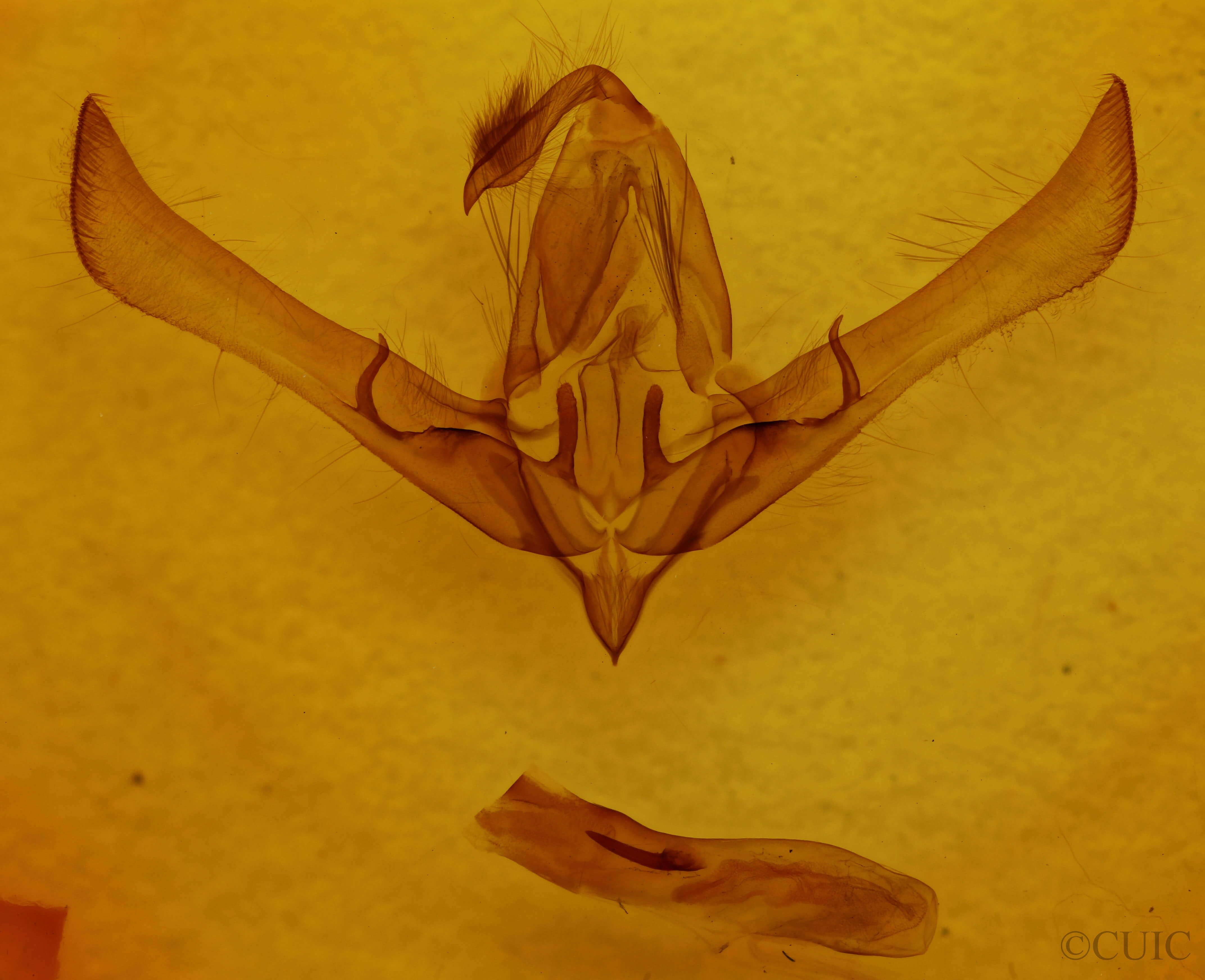 genitalia view of adult Cucullia intermedia