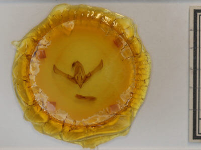 slide view of adult Cucullia intermedia