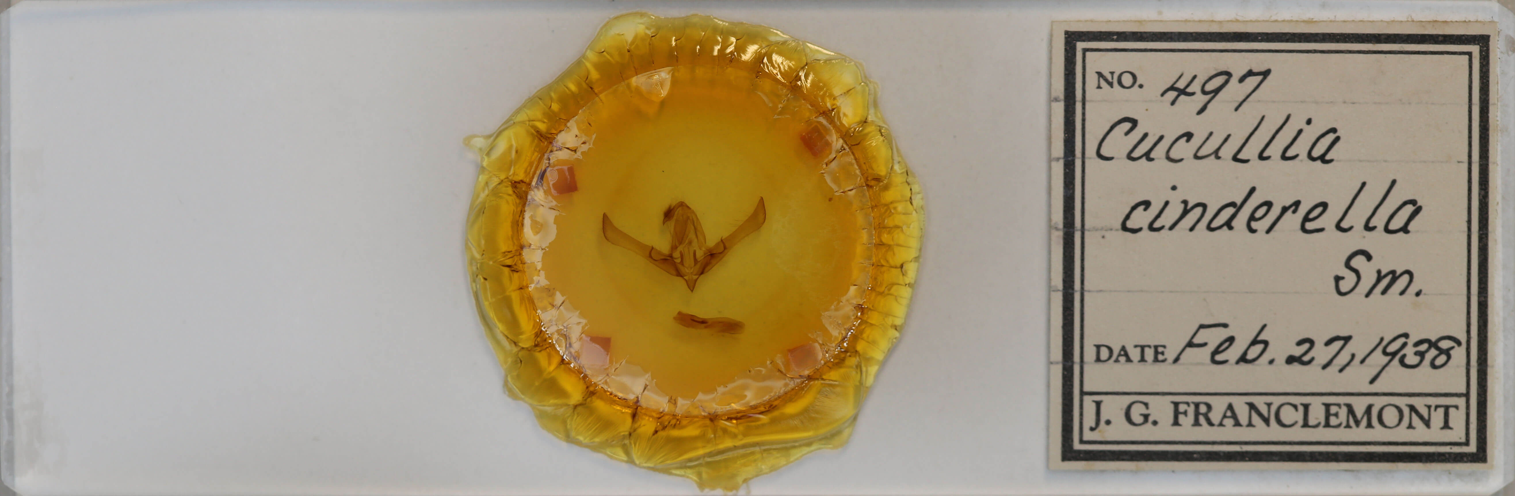 slide view of adult Cucullia intermedia