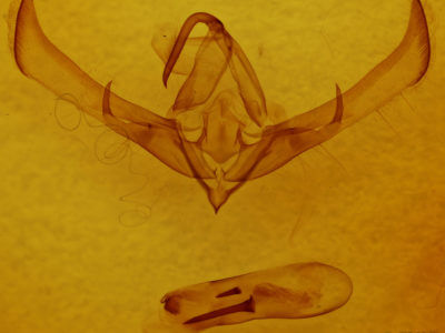 genitalia view of adult Cucullia convexipennis