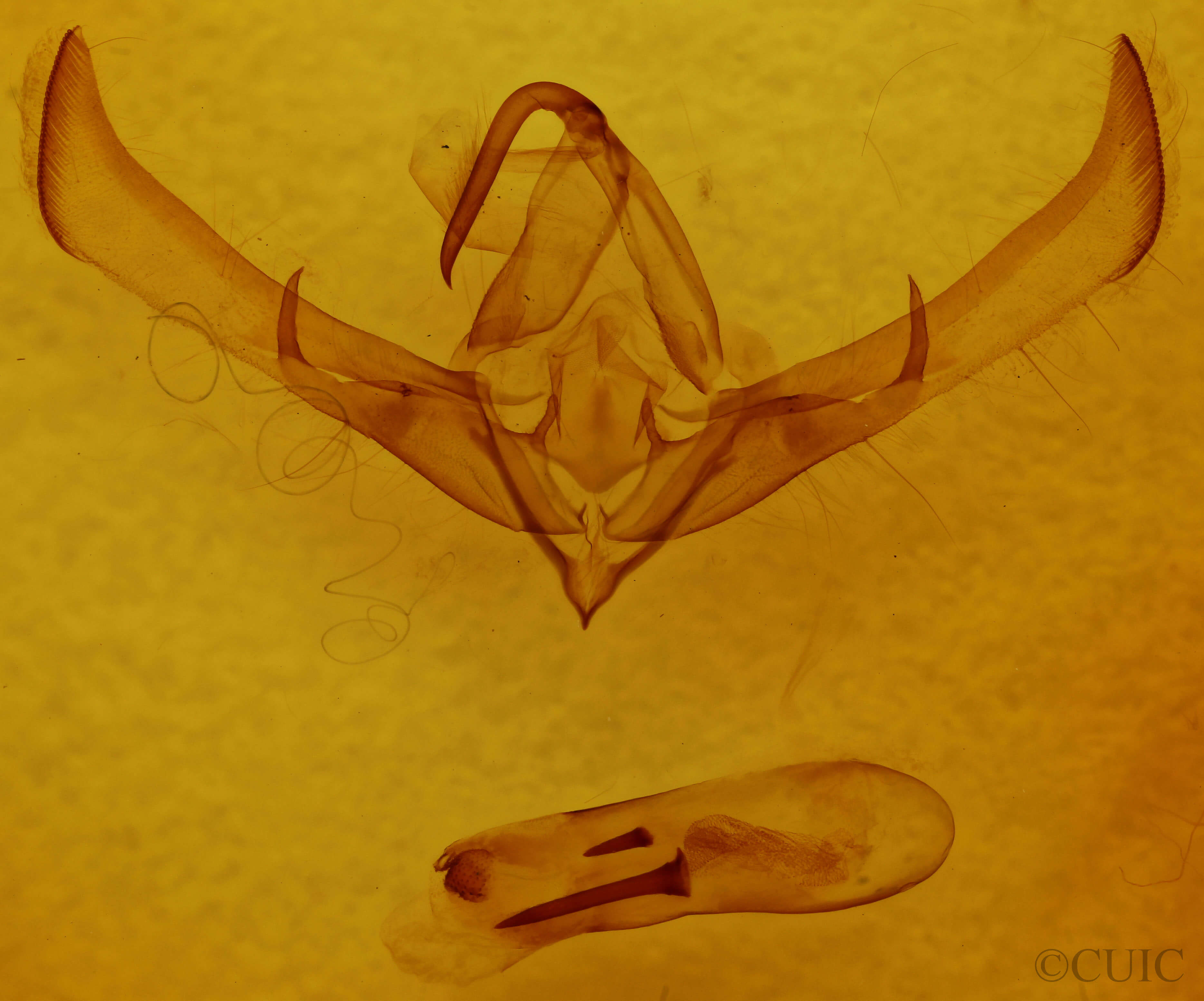 genitalia view of adult Cucullia convexipennis