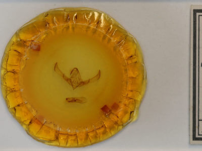 slide view of adult Cucullia convexipennis