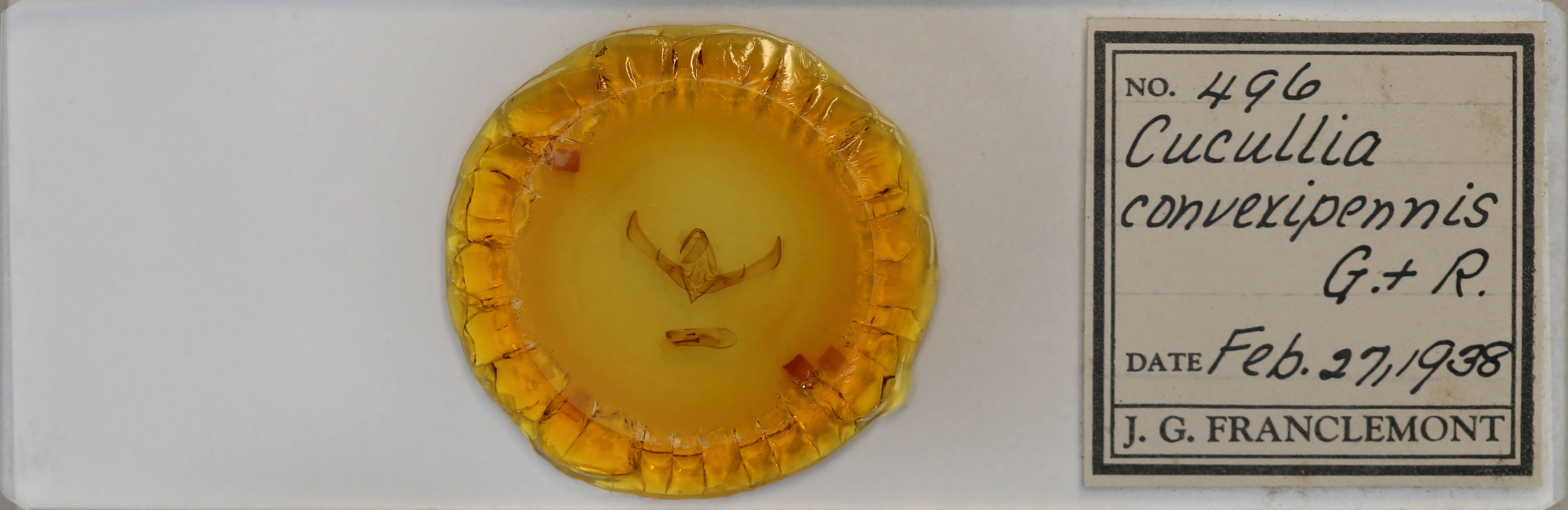 slide view of adult Cucullia convexipennis