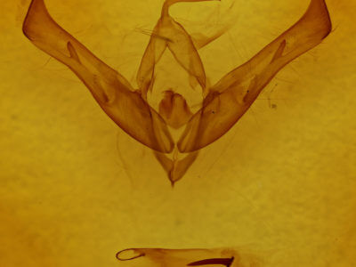 genitalia view of adult Cucullia florea