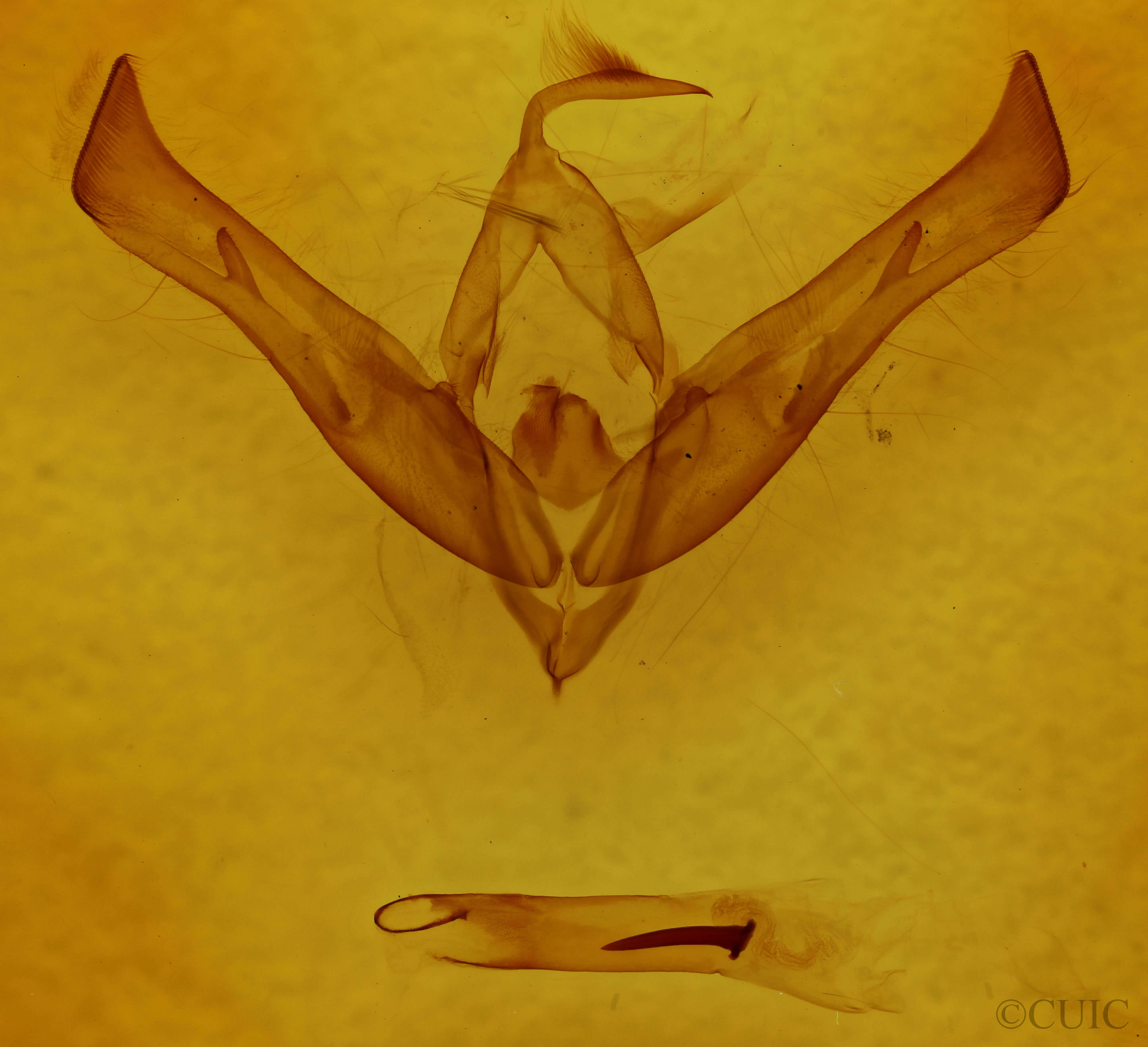 genitalia view of adult Cucullia florea