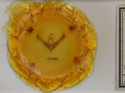 slide view of adult Cucullia florea