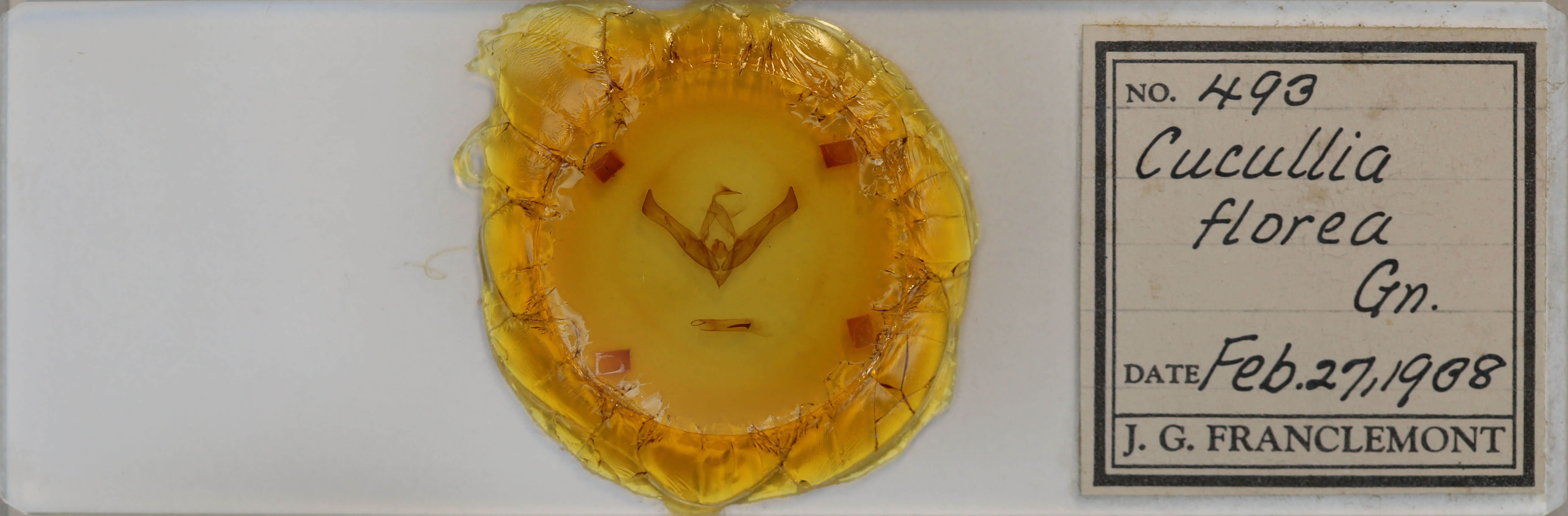 slide view of adult Cucullia florea