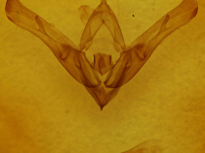 genitalia view of adult Cucullia florea