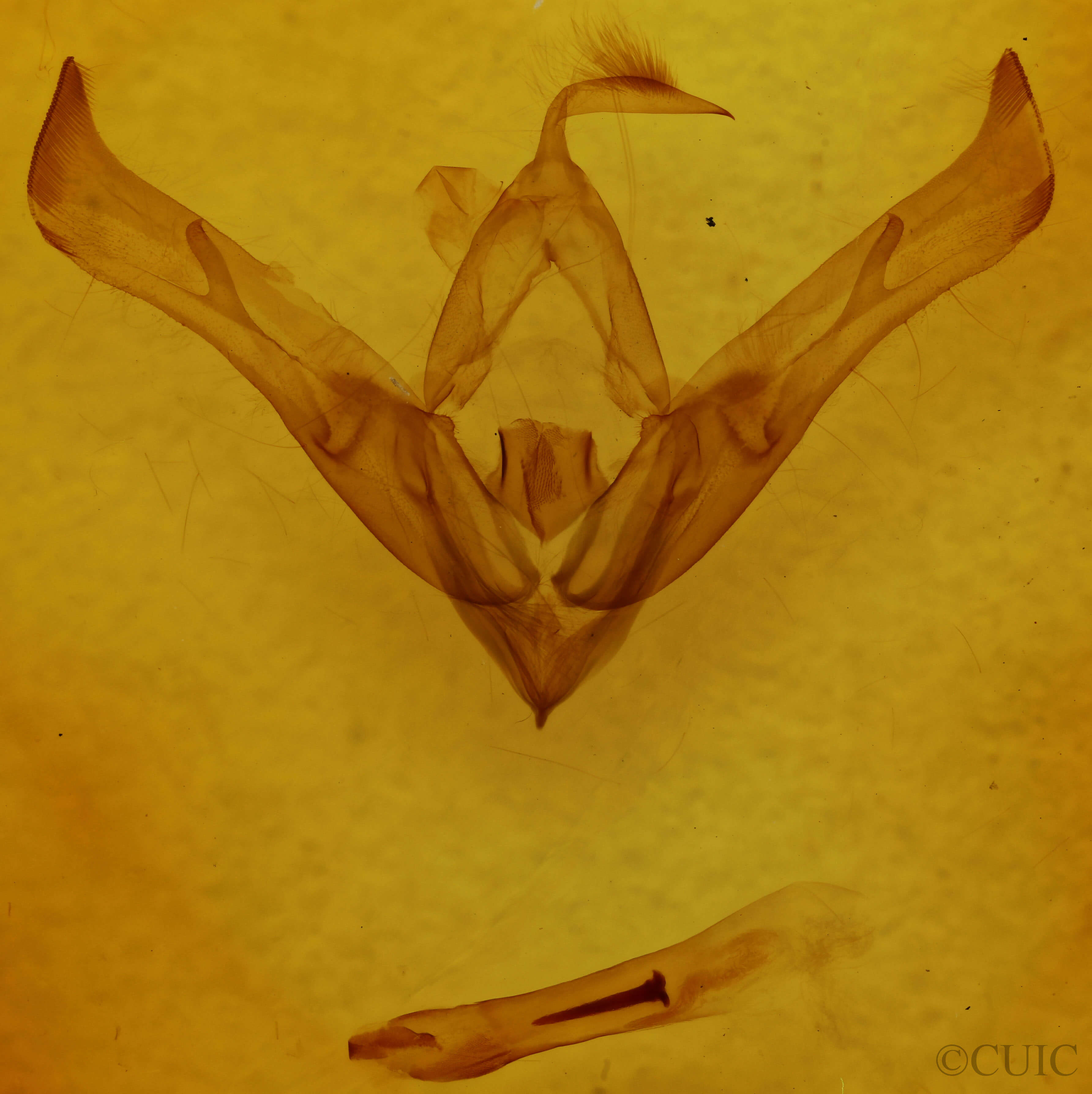 genitalia view of adult Cucullia florea