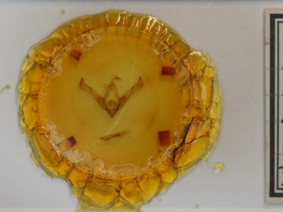 slide view of adult Cucullia florea