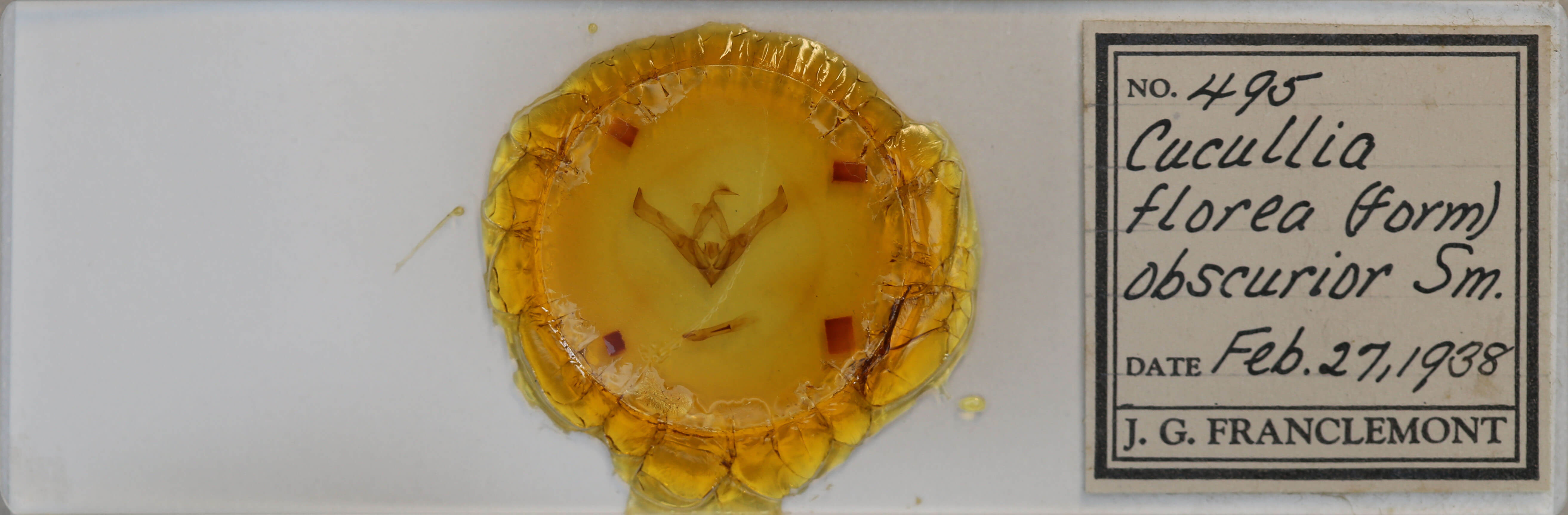 slide view of adult Cucullia florea