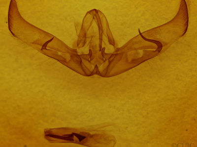 genitalia view of adult Cucullia laetifica