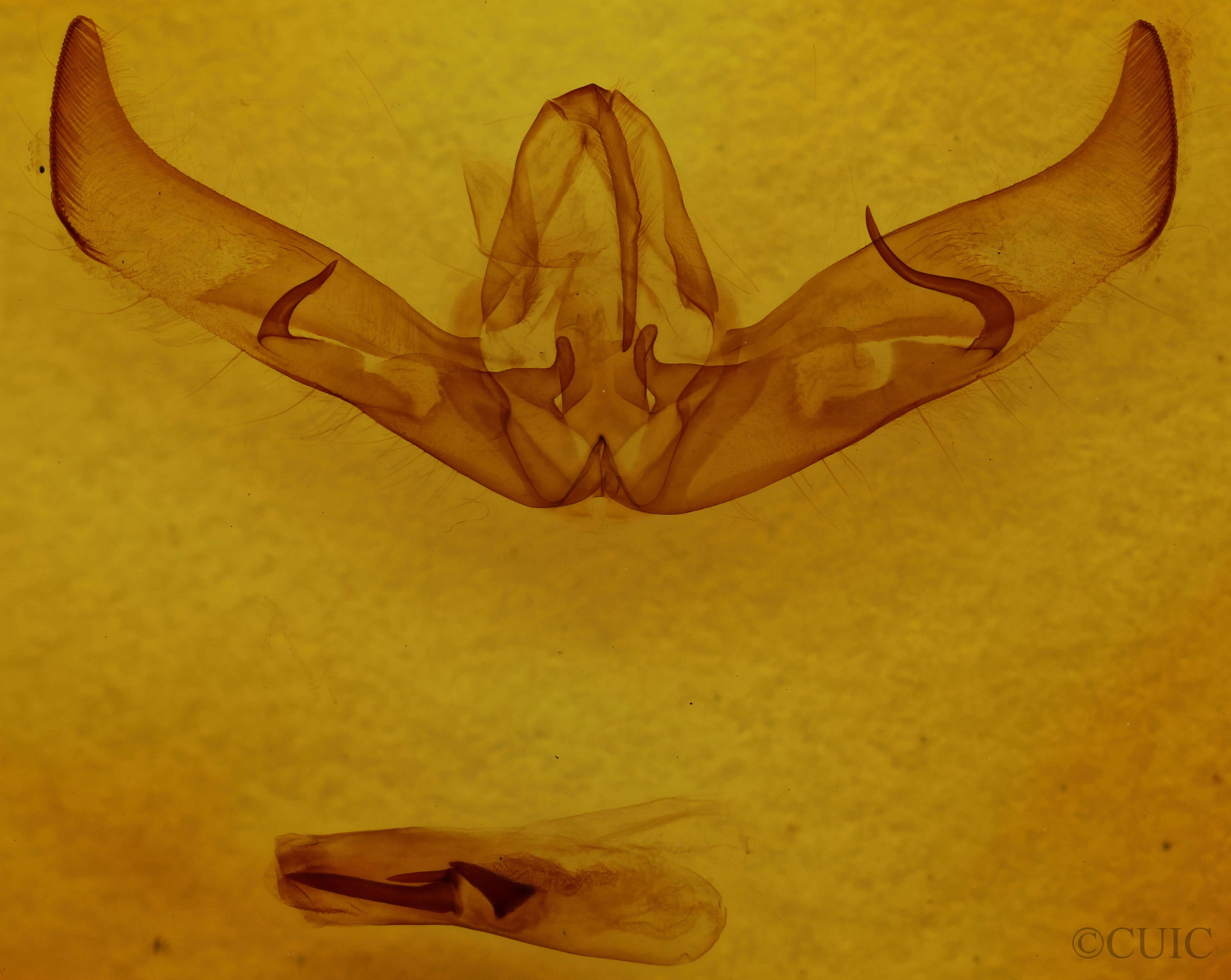 genitalia view of adult Cucullia laetifica