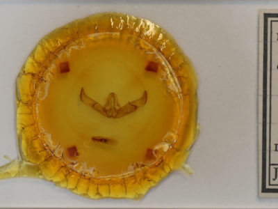 slide view of adult Cucullia laetifica