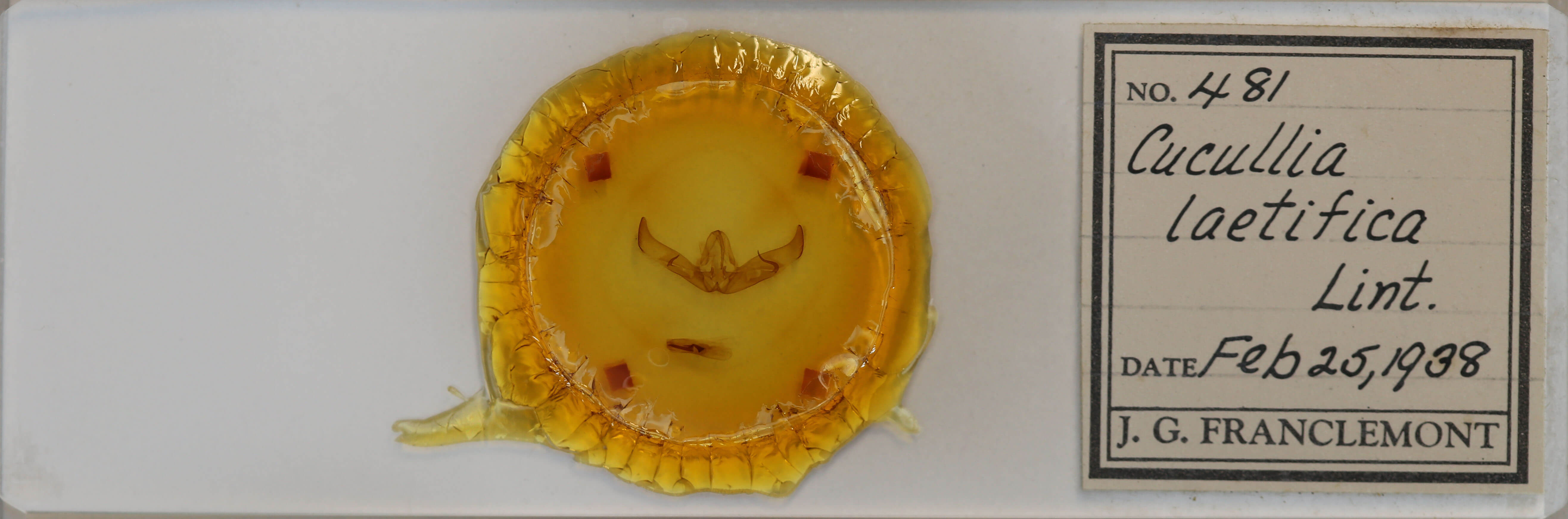 slide view of adult Cucullia laetifica