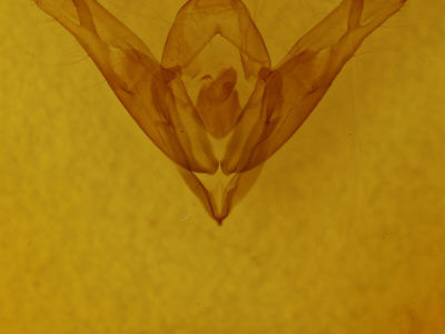 genitalia view of adult Cucullia montanae