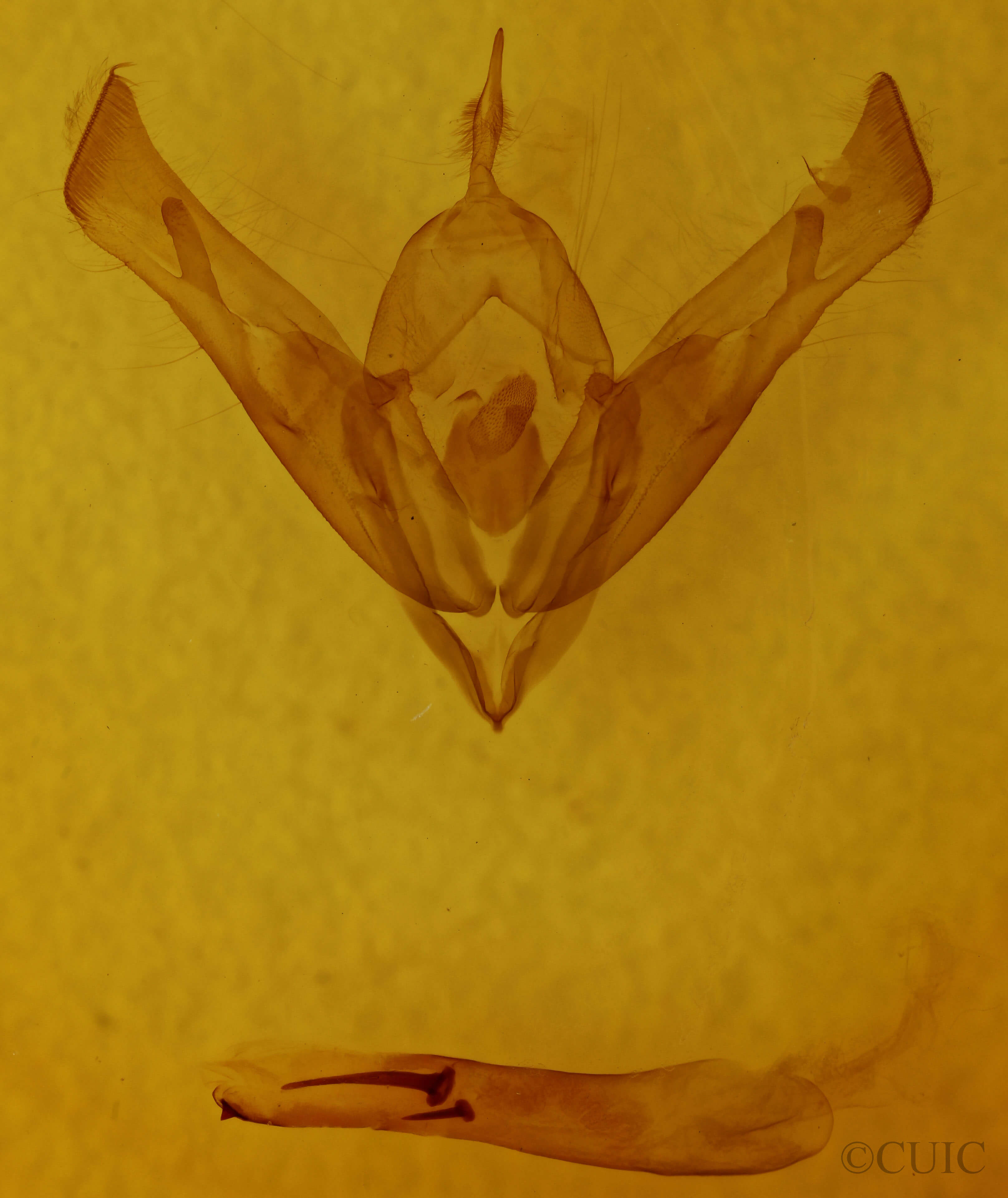 genitalia view of adult Cucullia montanae