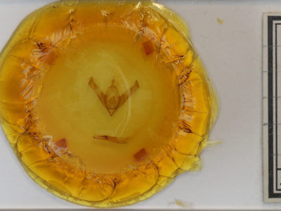 slide view of adult Cucullia montanae