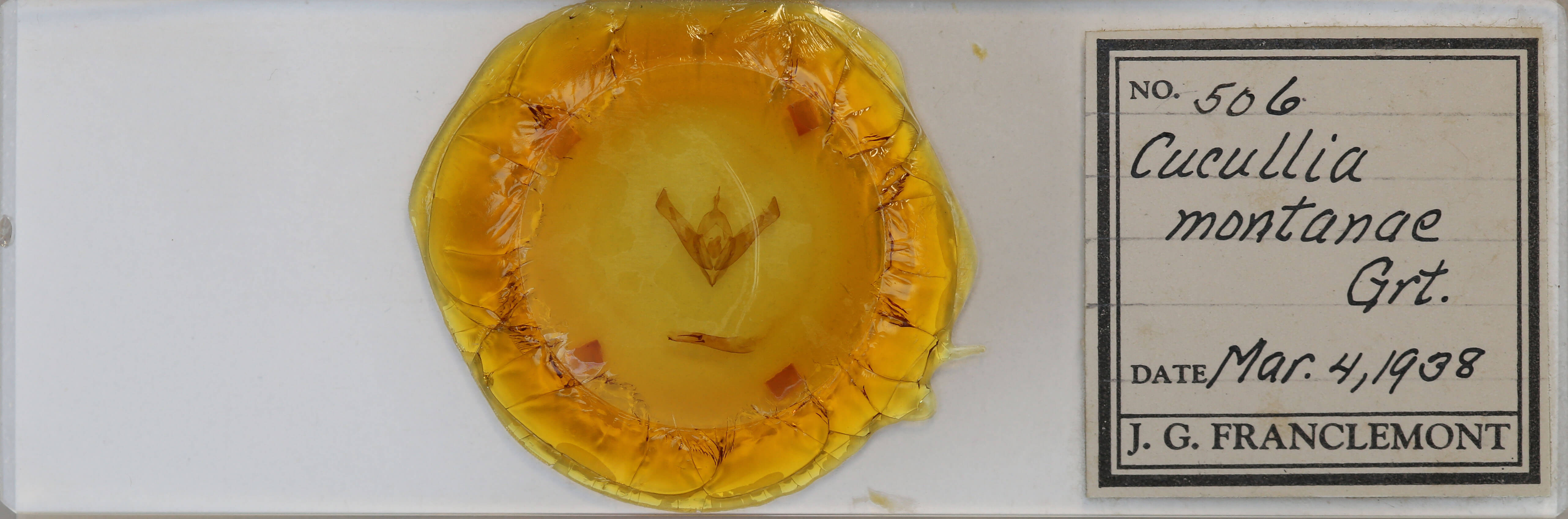 slide view of adult Cucullia montanae