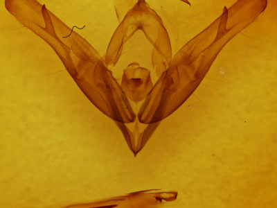 genitalia view of adult Cucullia omissa