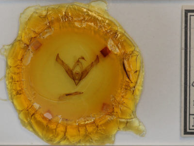 slide view of adult Cucullia omissa