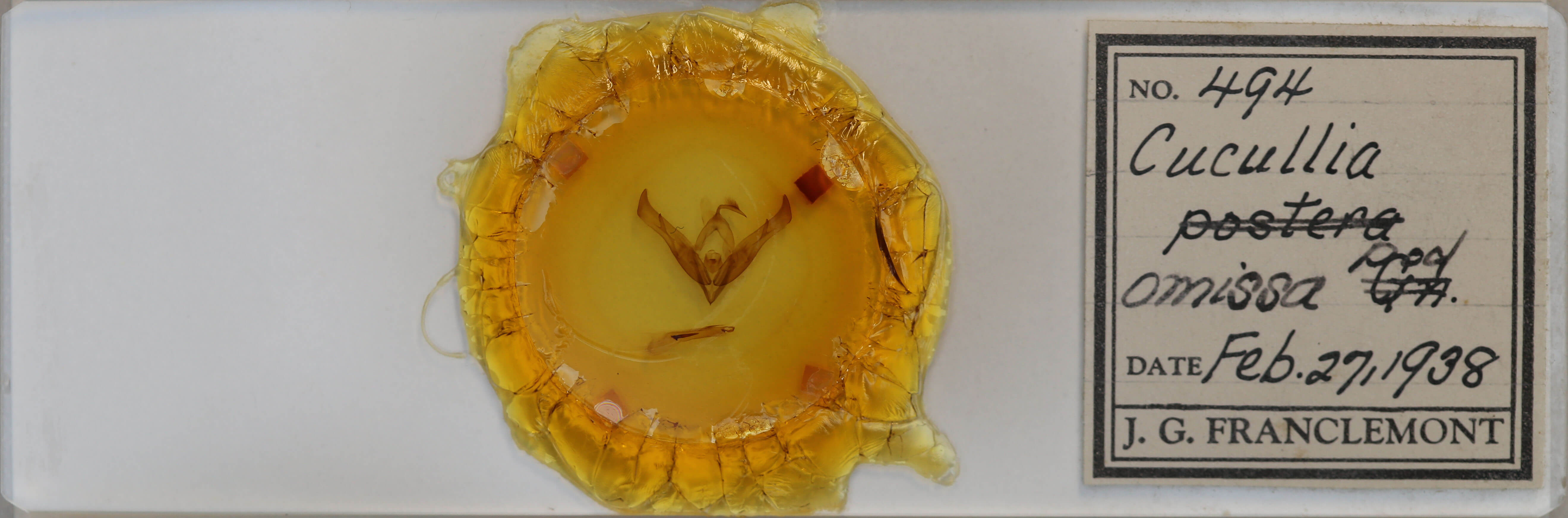 slide view of adult Cucullia omissa