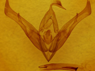 genitalia view of adult Cucullia omissa